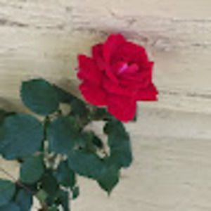 Meet your Posher, Frances